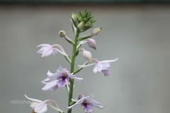 Calanthe sylvatica